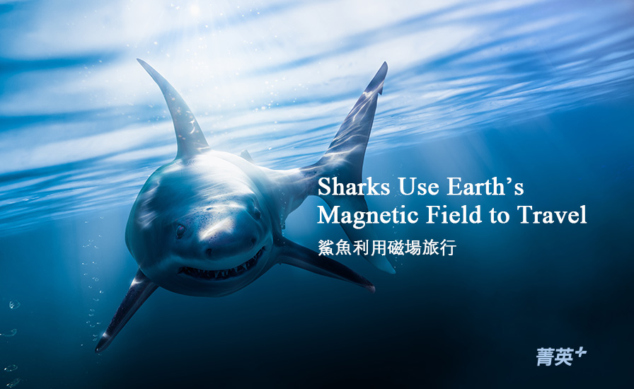 新聞英文：鯊魚利用磁場旅行