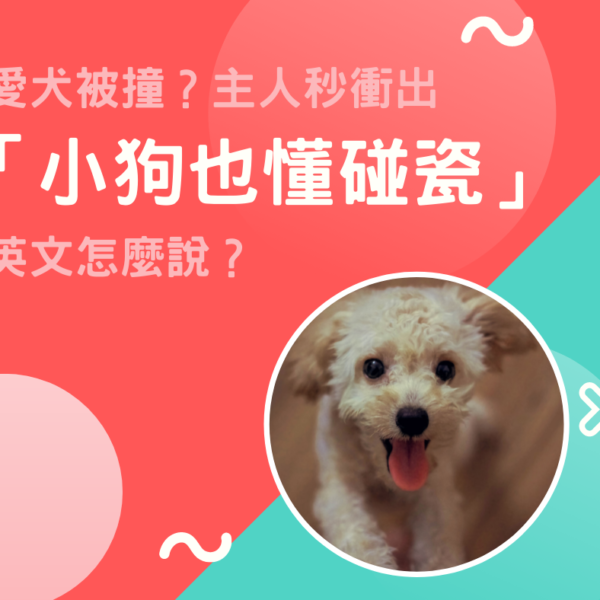 愛犬被撞?主人秒衝出!「小狗也懂碰瓷」英文怎麼說?